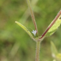 Richardia brasiliensis Gomes